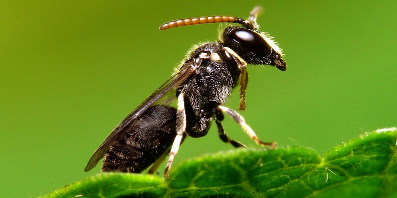 Les p’tites bibittes veulent la peau des grosses bibittes