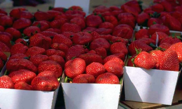 Dans le champ de fraises