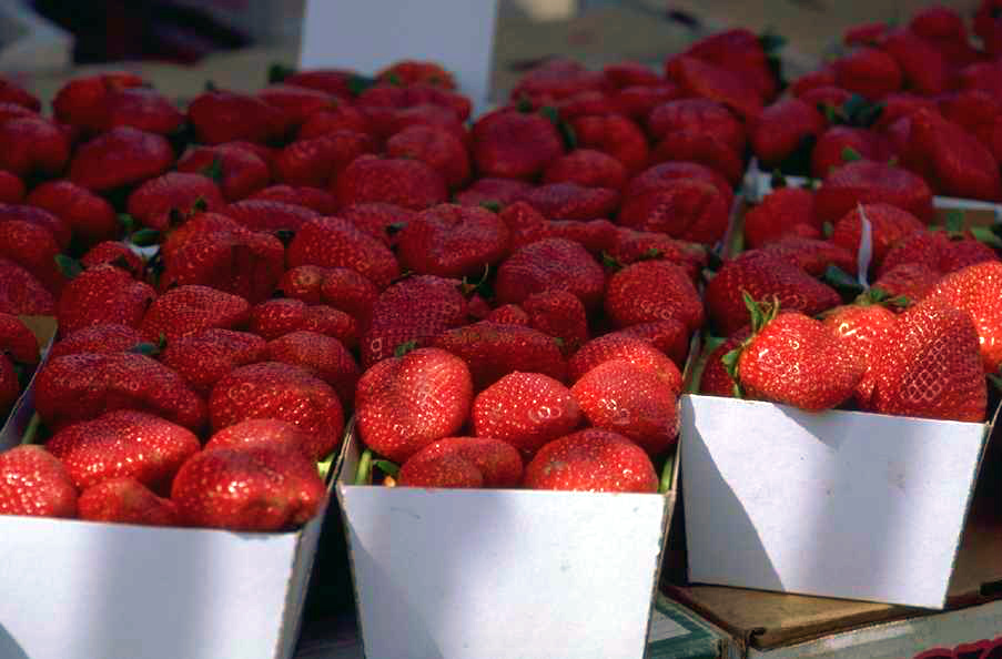Dans le champ de fraises
