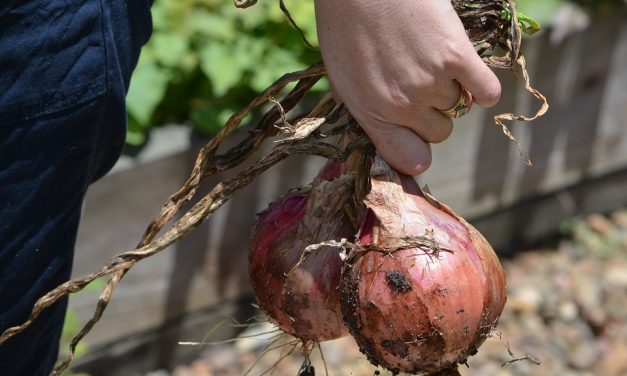 5 raisons pour jardiner cet été