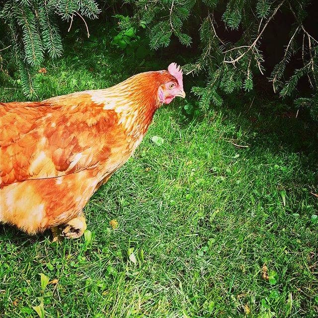 Poules de ville, poules de campagne